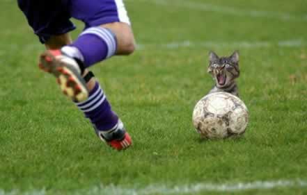 Football cat